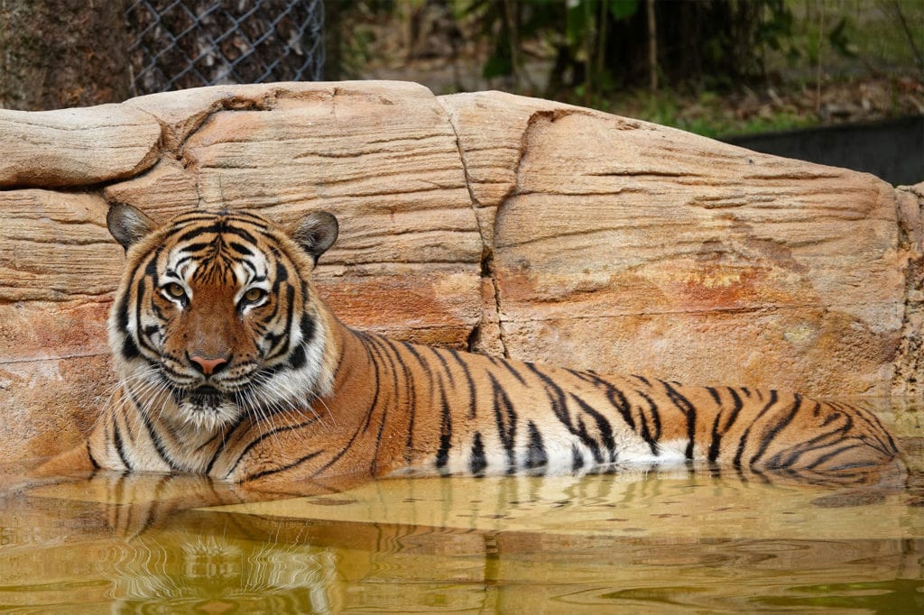 Eko el tigre que fue sacrificado después de atacar a un hombre en un zoológico en Florida