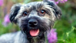 Criptomoneda inspirada en el perro de Elon Musk se dispara a más de 4,000 % en tan solo un día