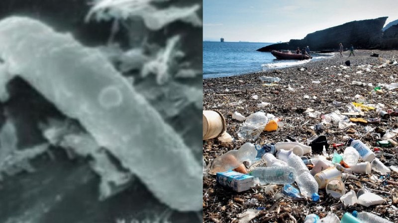 Algunos microorganismos están evolucionando y ahora son capaces de comer plástico