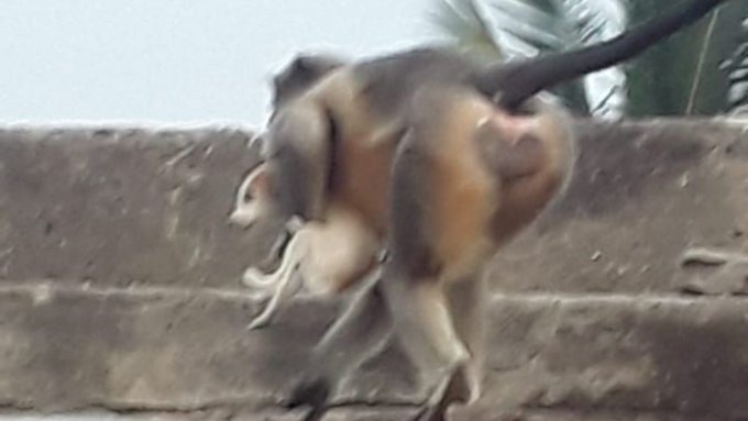 Monos sin control matan 200 perros como venganza por la muerte de una de sus crías