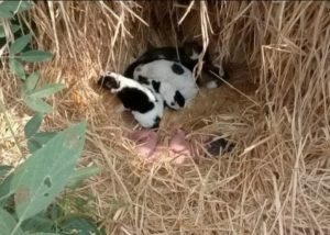 Perrita callejera salva a un bebé recién nacido que fue abandonado