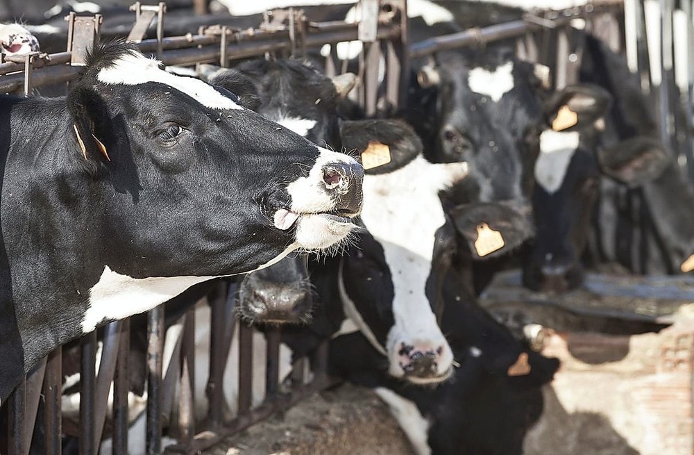 Hombre denuncia ante la policía a sus vacas por no dar leche
