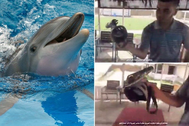 ¿Delfines asesinos? Hamás denuncia una nueva estrategia de guerra de Israel