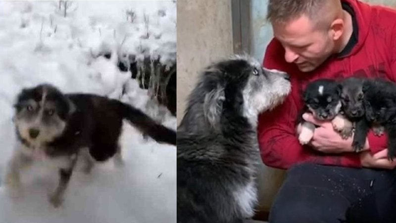 Perra abandonada ruega a hombre salvar a sus cachorros del frío