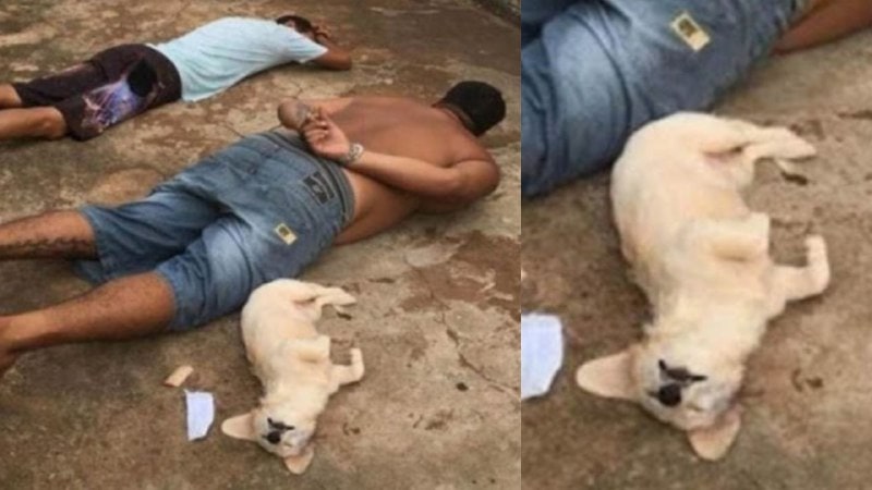 Policías se emocionan al ver a perrita rendirse junto a su dueño detenido