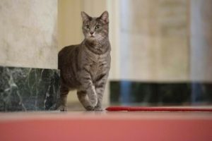 La gata Willow, la nueva miembro de la familia Biden
