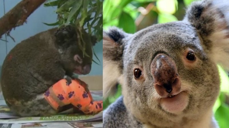 Los koalas están funcionalmente extintos en Australia y a punto de desaparecer