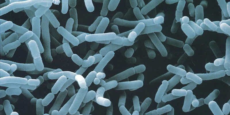 Científicos descubren una bacteria de un centímetro que puede verse a simple vista
