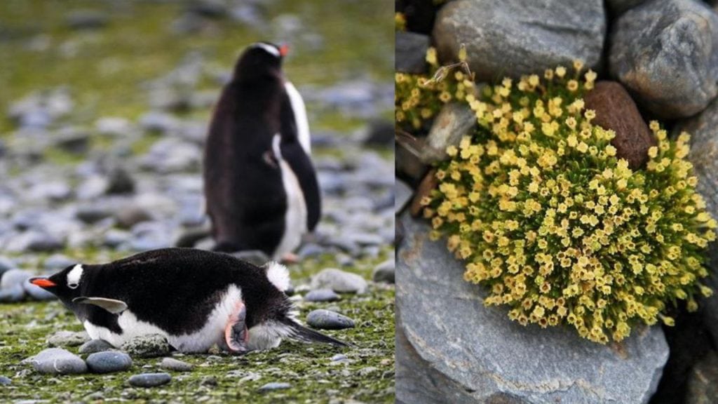La Antártida florece aceleradamente y los científicos advierten sus consecuencias