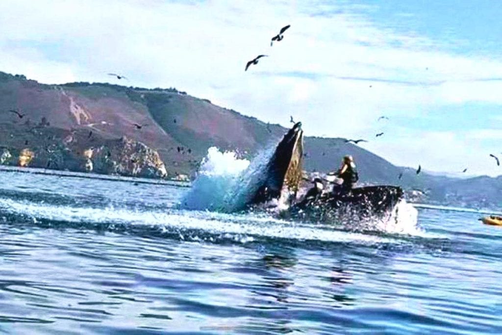 Ballena Jorobada se traga a dos mujeres