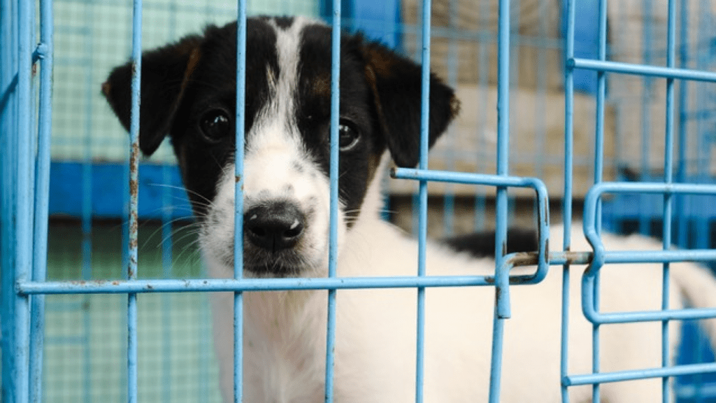 Nueva York prohibe la venta de animales en tiendas de mascotas