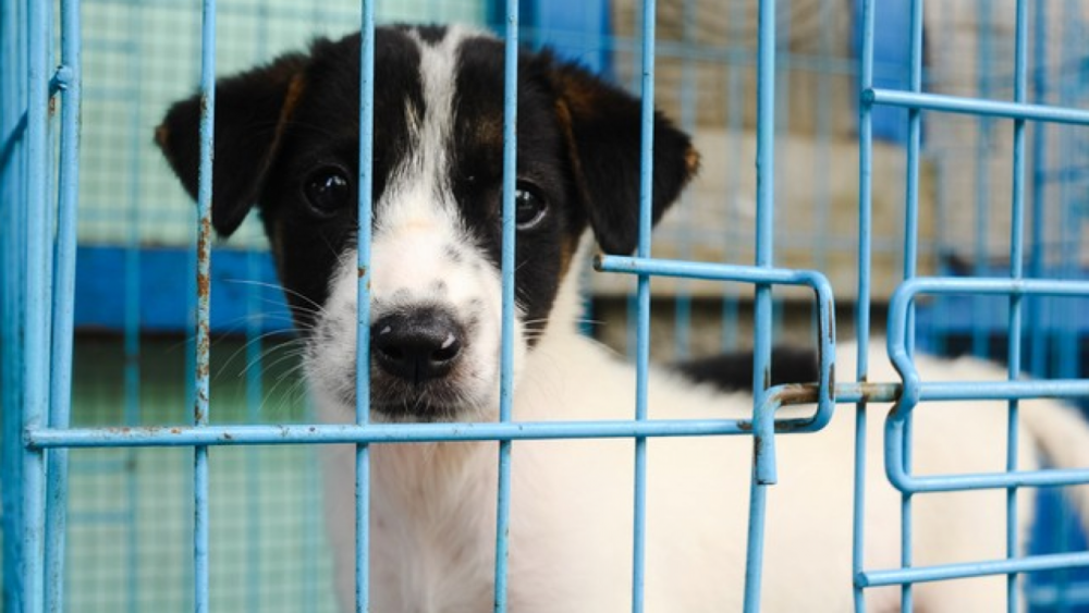 Nueva York prohibe la venta de animales en tiendas de mascotas