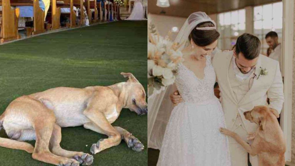 Perrito callejero irrumpe en una boda y los novios decidieron adoptarlo