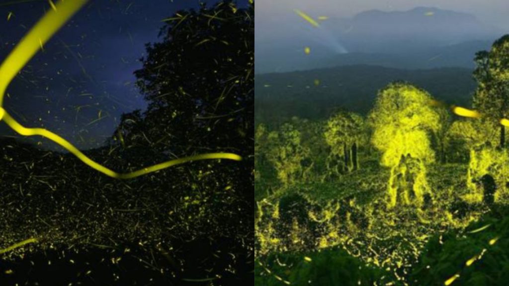 Reserva natural en la India es iluminada por millones de luciérnagas