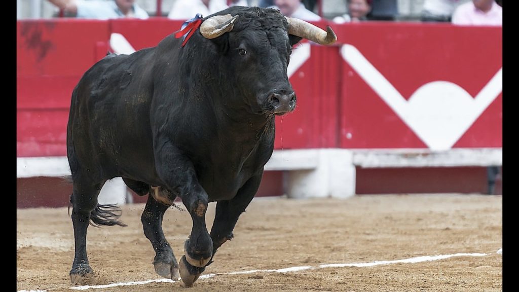 Toro se hace el muerto tras una corrida y mata al carnicero que lo descuartizaría