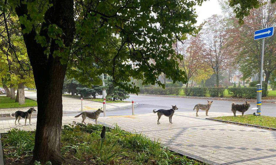 Hambrientos y abandonados, decenas de perros recorren desesperados las calles de Donetsk