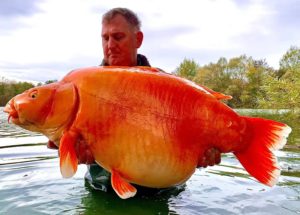 Pescador atrapa un enorme pez dorado de 67 libras