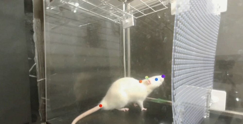 Las ratas al igual que los humanos “bailan” al son de la música