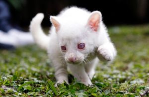 Primer ocelote albino hallado en el mundo está en Colombia