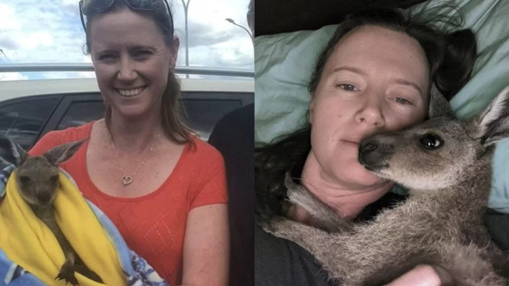 Archie, el canguro bebé que fue rescatado y no deja de abrazar a la mujer que le salvó la vida