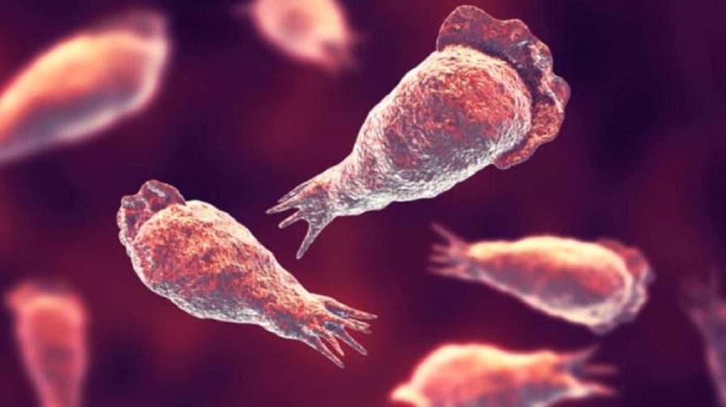 Corea del Sur detecta primer caso de la “ameba comecerebros”