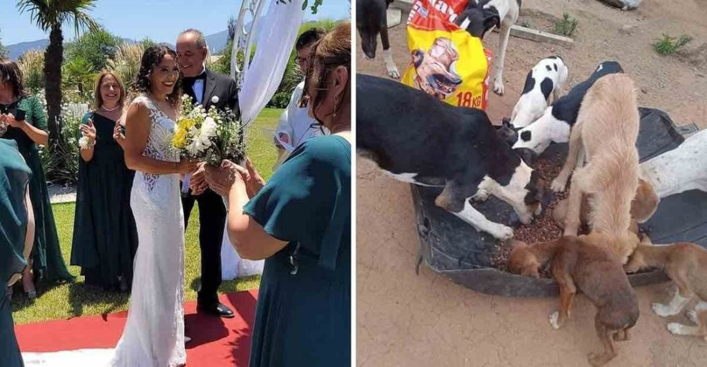 Recién casado piden a sus invitados donaciones para un refugio de animales a cambio de regalos