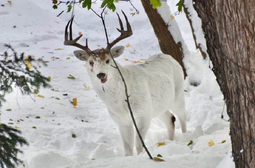 Graban a ciervo albino, símbolo de la espiritualidad