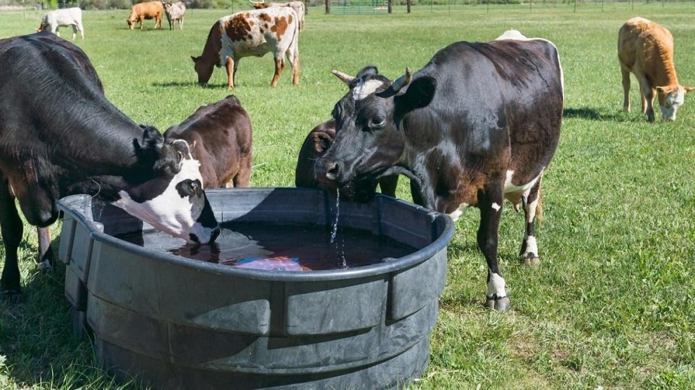 Bill Gates invierte en una empresa australiana que busca reducir el metano que emiten los gases de las vacas