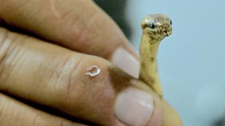 Boa miniatura encontrada en la Amazonía ecuatoriana