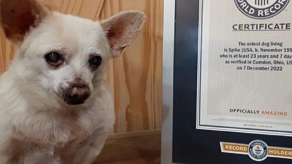 Un chihuahua de Ohio bate el récord Guinness al ser el perro vivo más longevo del mundo