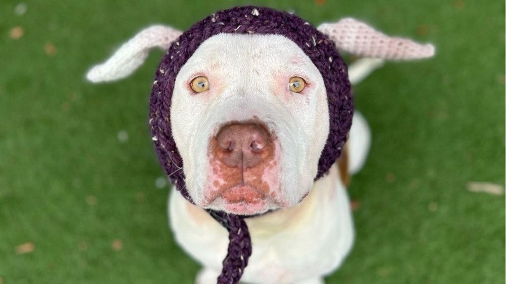 “Willy Wonka” fue adoptado después que su médico ocultara con crochet que no tenía orejas