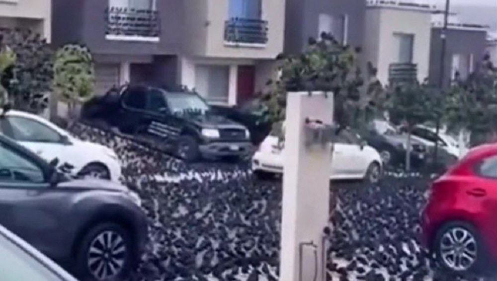 Alerta mundial por el comportamiento extraño de los cuervos y un desastre natural