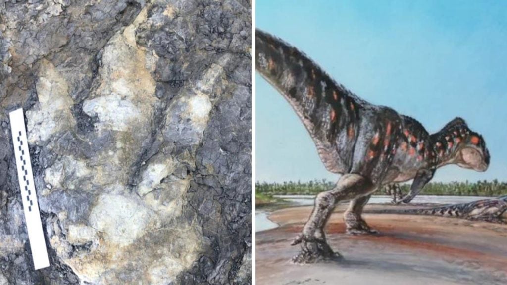 Hallan en Inglaterra la gran huella de un dinosaurio carnívoro