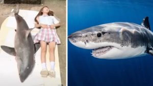 Influencer china podría ir a prisión por cocinar un tiburón blanco, especie en peligro de extinción