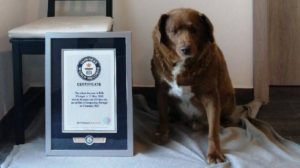Bodi, el perro más longevo de la historia