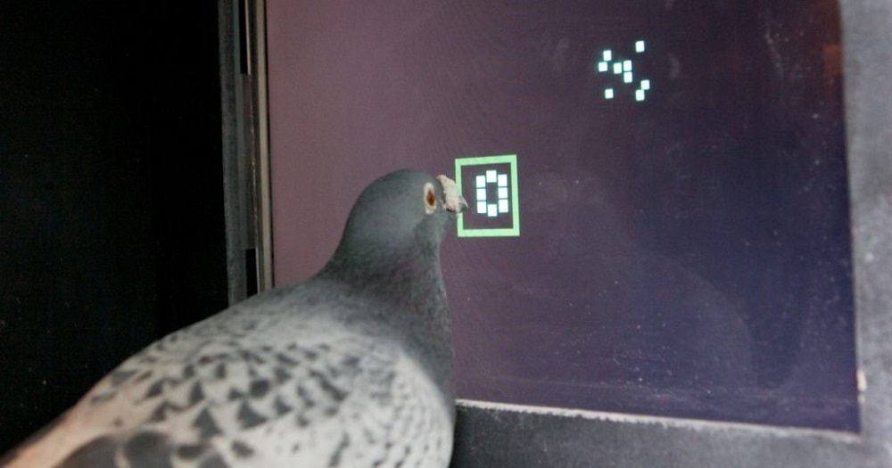 Estudio revela que palomas son capaces de aprender igual que la Inteligencia Artificial