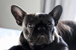 El bulldog francés se convierte en la principal raza canina de EE. UU.