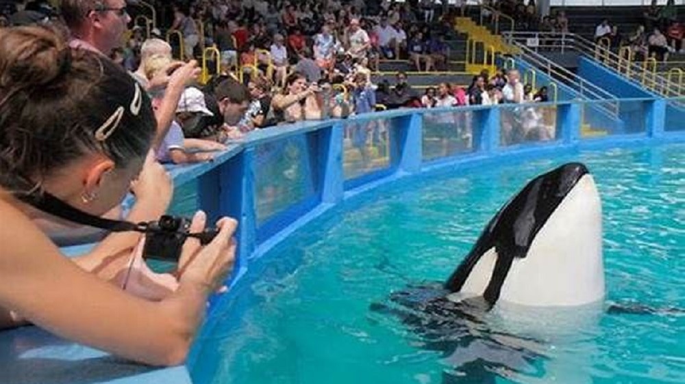 La orca Lolita será devuelta a su hábitat después de 50 años de entretener a turistas