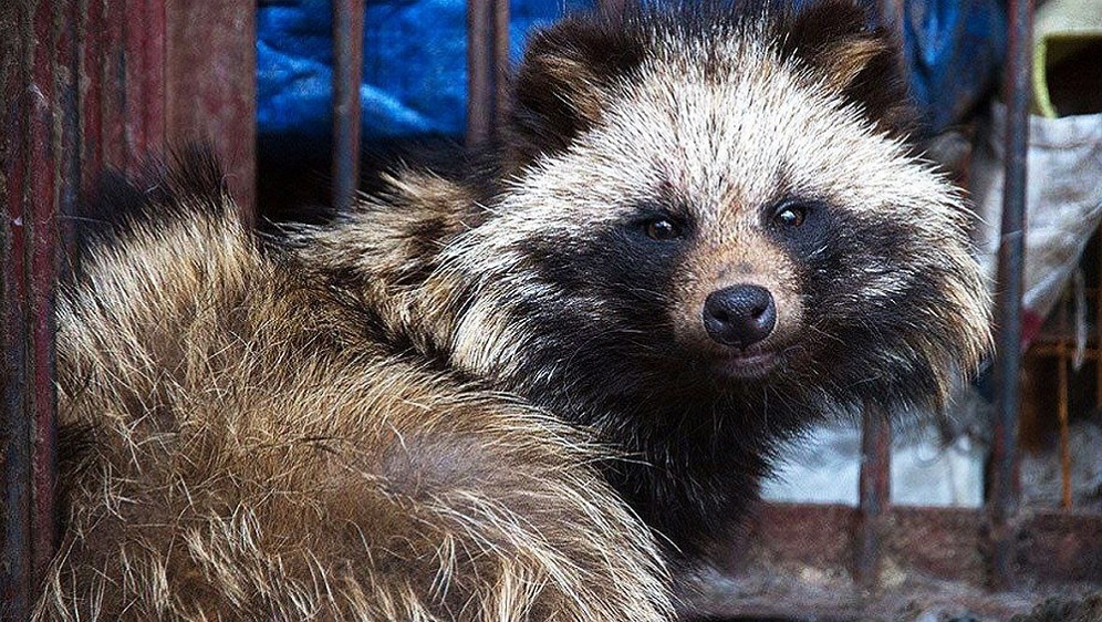 Material genético muestra que un perro mapache habría originado el Covid-19