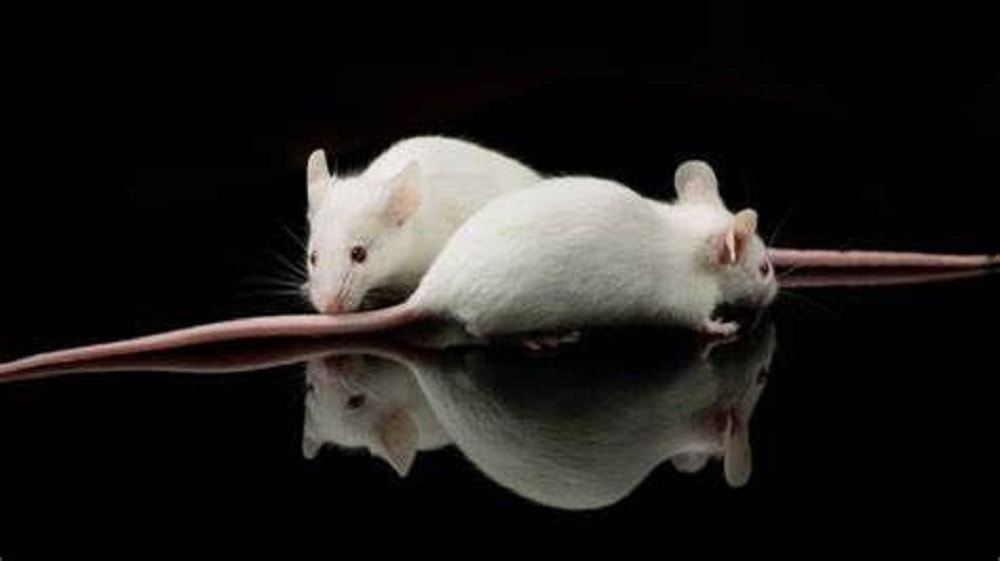 Crean ratones bebés a partir de dos machos, algo que podría implementarse en los humanos