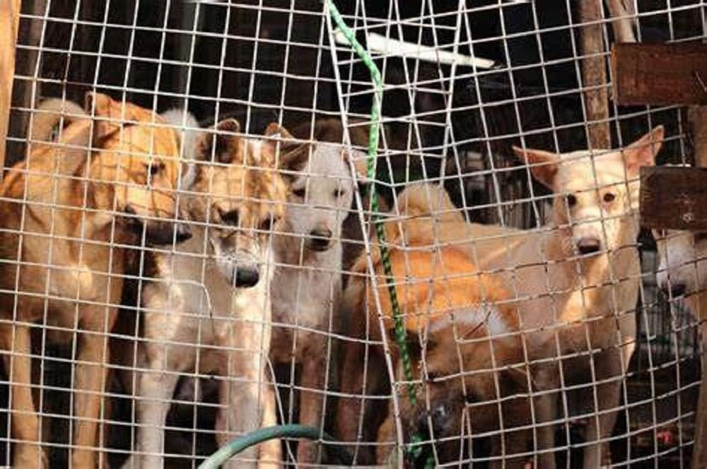 Contundente rechazo a prohibición de carne de perro en Corea del Sur
