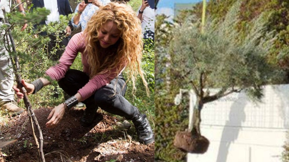 Shakira arrasó con todo en la casa de Barcelona, hasta un árbol se llevó