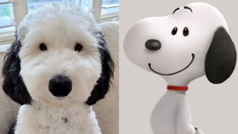 Ternura en Internet: Encuentran a Snoopy de la vida real