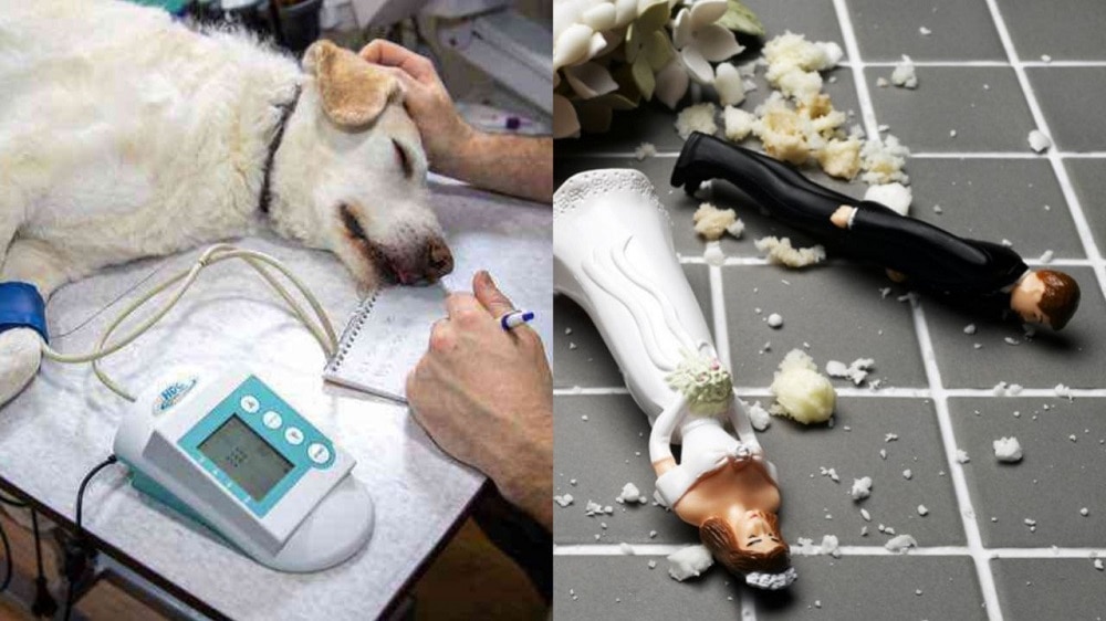 Joven cancela la boda luego que su novia casi mata a su perro en la despedida de soltera