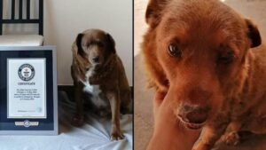 “Bobi” cumple 31 años, continúa siendo el perro más viejo del mundo