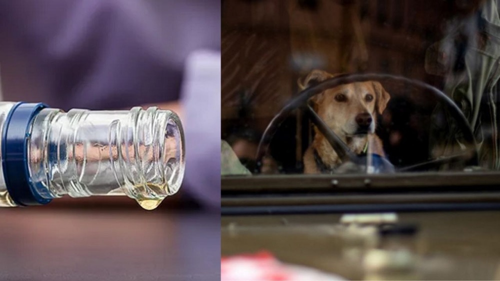 Hombre borracho quiso engañar a la policía sentando a su perro en el asiento del conductor