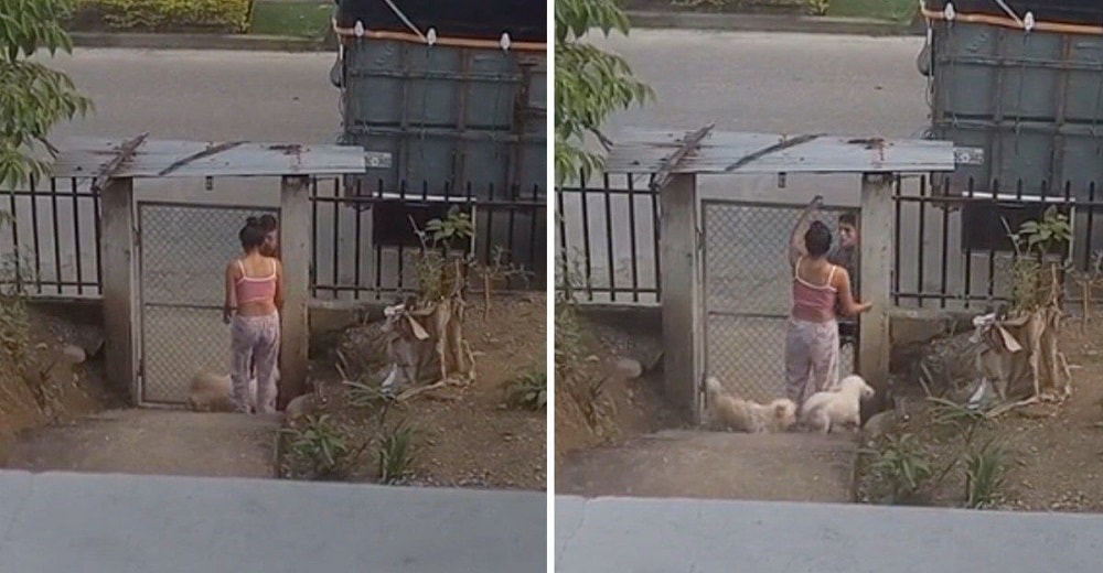 Exnovios obligados a seguirse viendo porque comparten el cuidado de su perrita