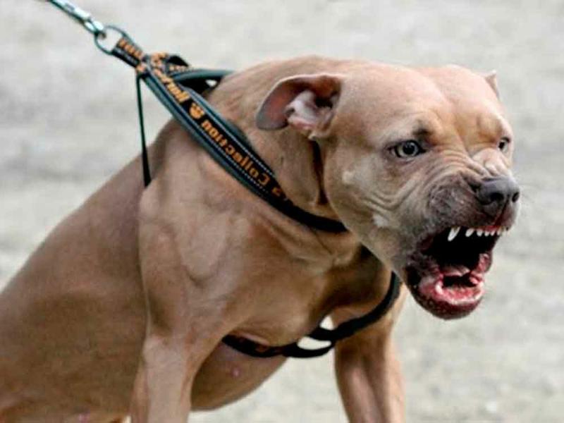perro pitbull