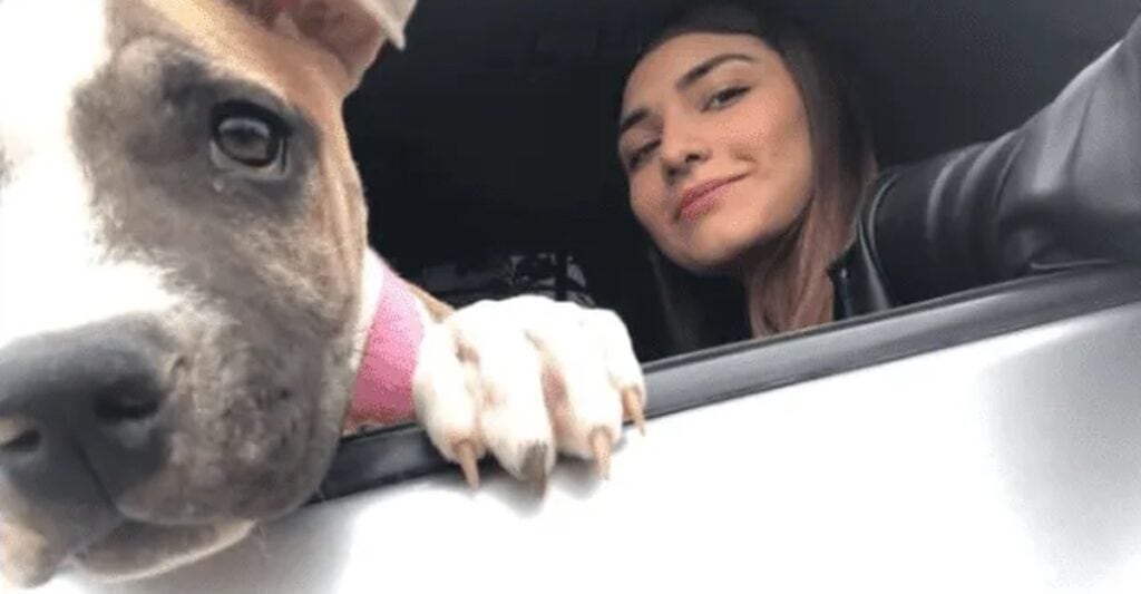 Perrita muere de pena dos días después del fallecimiento de su dueña