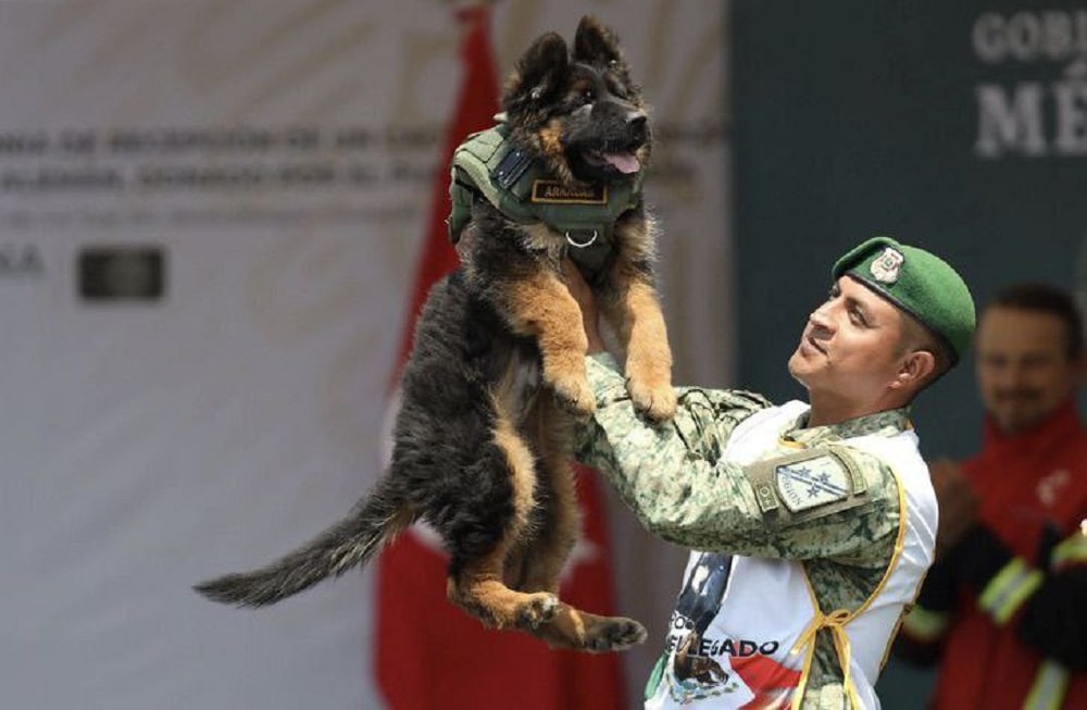 Arkadas, el perro de rescate que Turquía donó a México agradeciendo su ayuda